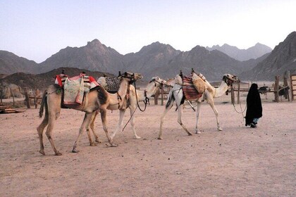 5 Hours Thrilling Desert Adventure Tour In Hurghada, Egypt.