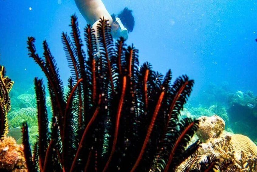 Rangko Cave & Beach Snorkeling Half Day Sharing Trip Labuan Bajo