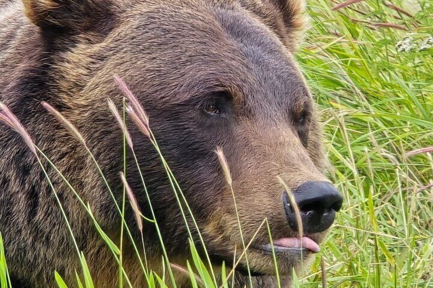 VIP Tour from Anchorage to Alaska Wildlife Conservation Center