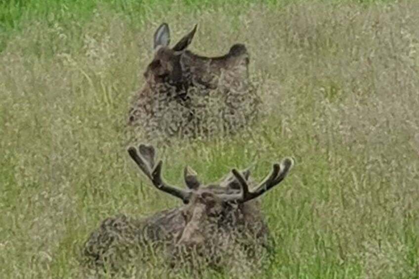 VIP Tour from Anchorage to Alaska Wildlife Conservation Center