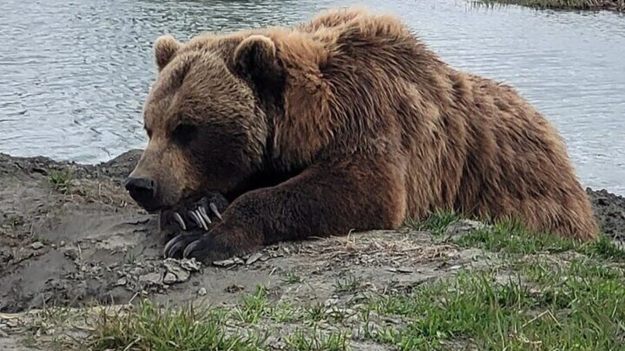 Alaska Grizzly Brown Bear