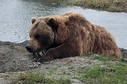 VIP Tour from Anchorage to Alaska Wildlife Conservation Centre