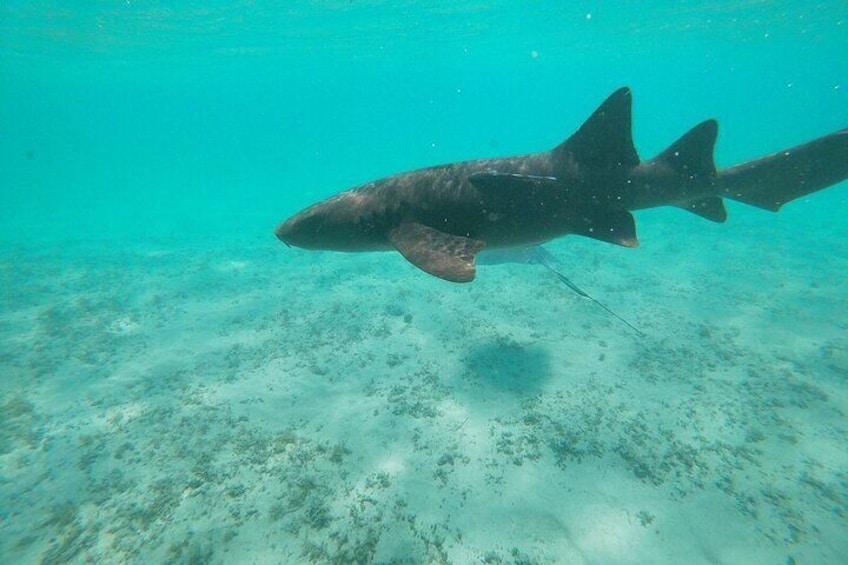 FAV 4 Adventure in Bimini Bahamas