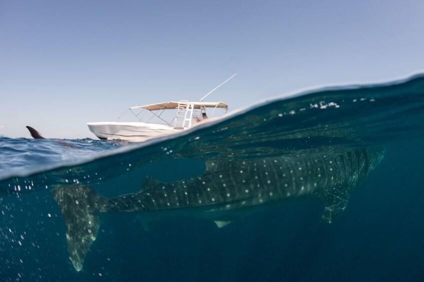 Whale Shark Experience Tour