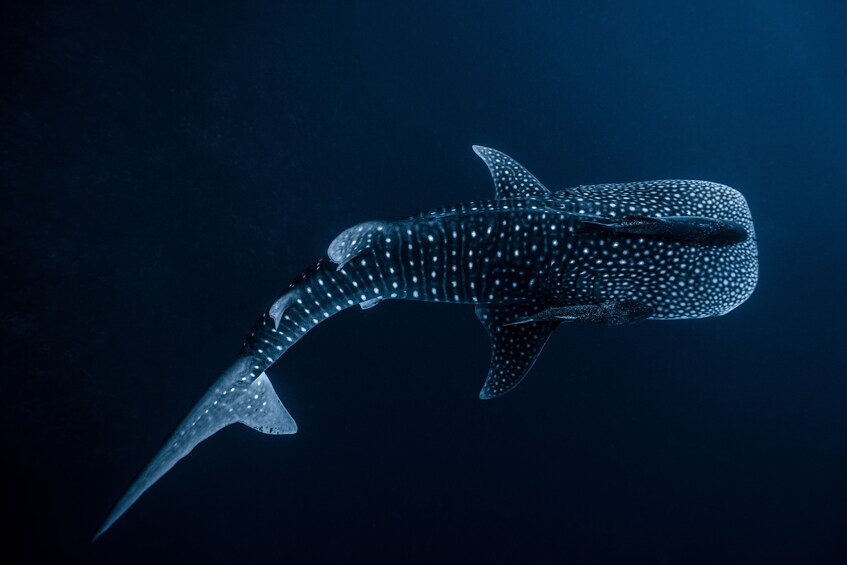 WHALE SHARK EXPERIENCE TOUR