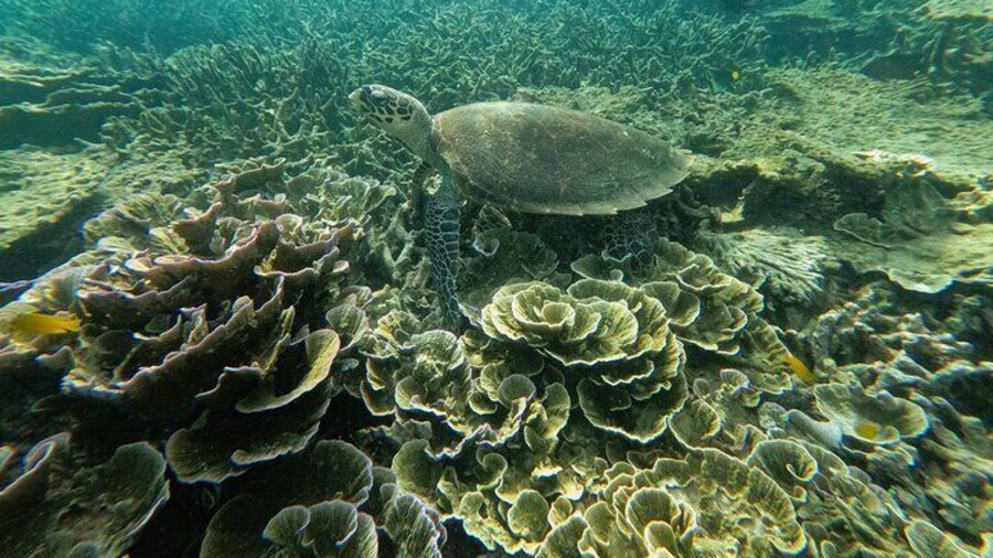 Tioman Coral Island Snorkeling & Island Hopping Tour