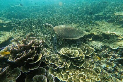 Tioman Coral Island Snorkelling & Island Hopping Tour