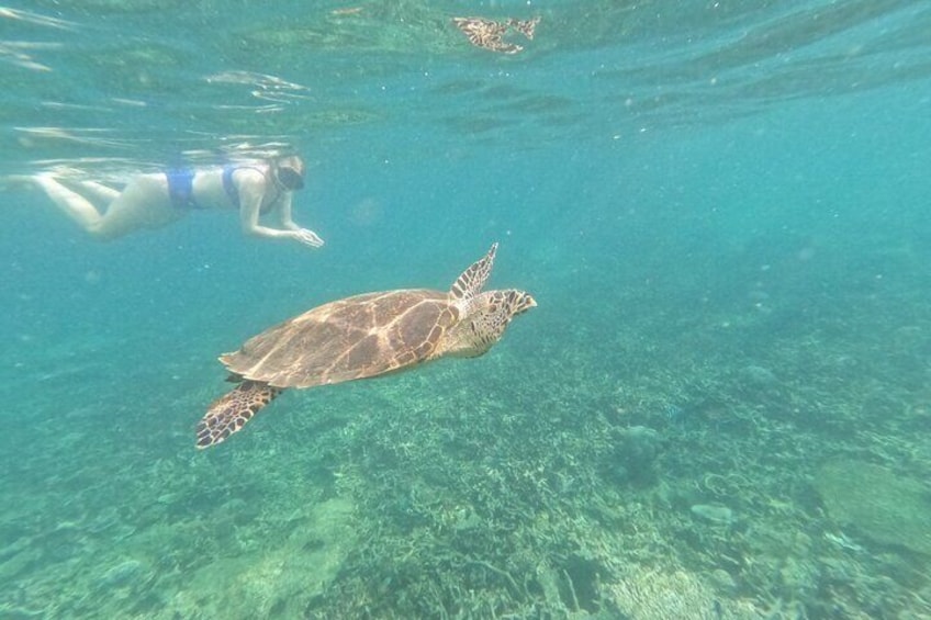 Tioman Coral Island Snorkeling & Island Hopping Tour