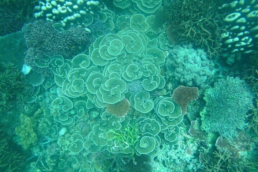 Tioman Coral Island Snorkeling & Island Hopping Tour