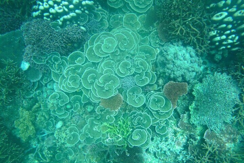 Tioman Coral Island Snorkeling & Island Hopping Tour