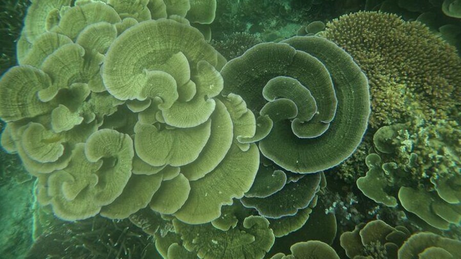 Tioman Coral Island Snorkeling & Island Hopping Tour