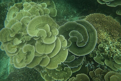 Tioman Coral Island Snorkeling & Island Hopping Tour