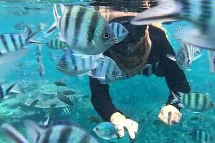 Tioman Waterfall & Snorkelling Private Tour