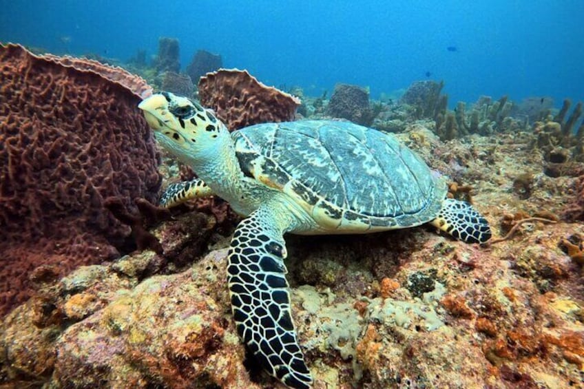 Sea Turtle