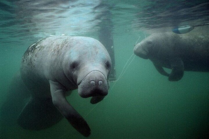 Friendly Manatee