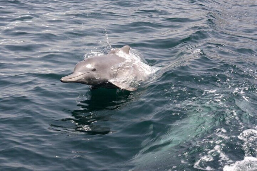 Dolphins in the Musandam Fjords