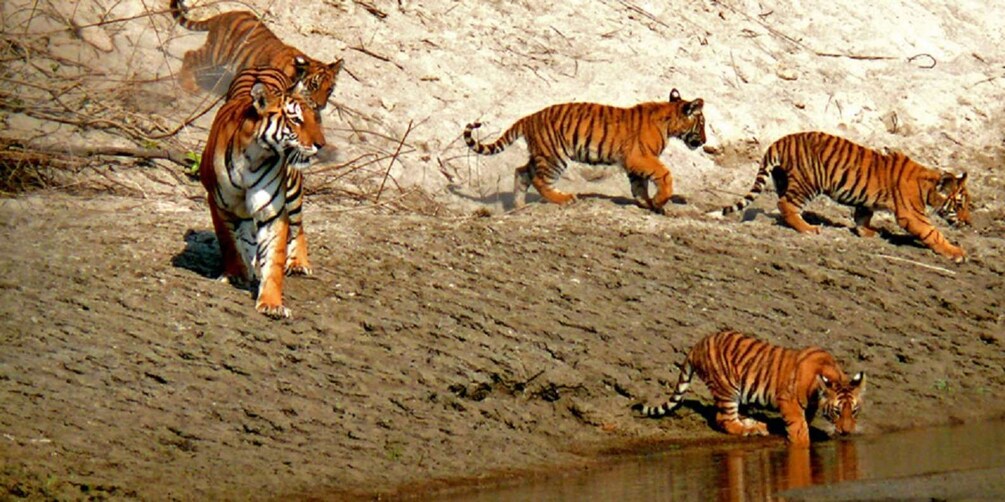 From kathmandu: Guided 3-Days Bardia National Park Tour