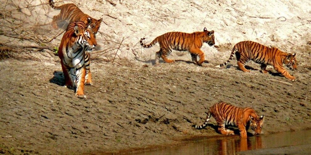 From kathmandu: Guided 3-Days Bardia National Park Tour