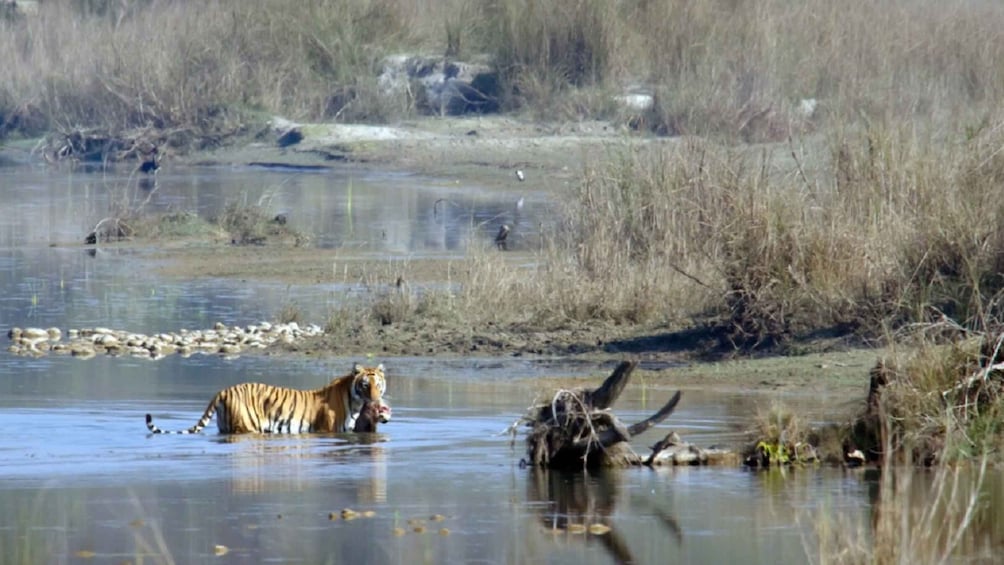 Picture 7 for Activity From kathmandu: 3 Days Bardia National Park Tour