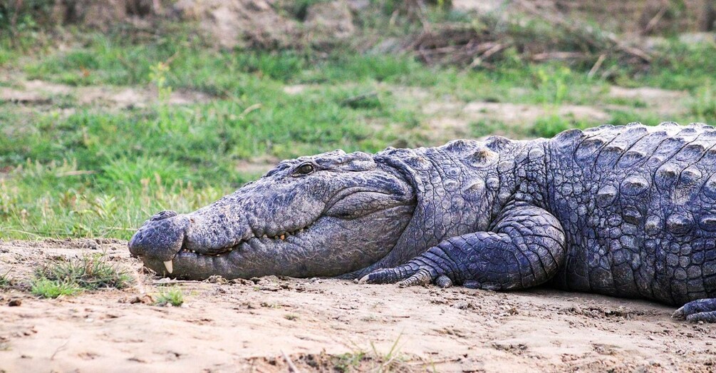 Picture 5 for Activity From kathmandu: Guided 3-Days Bardia National Park Tour