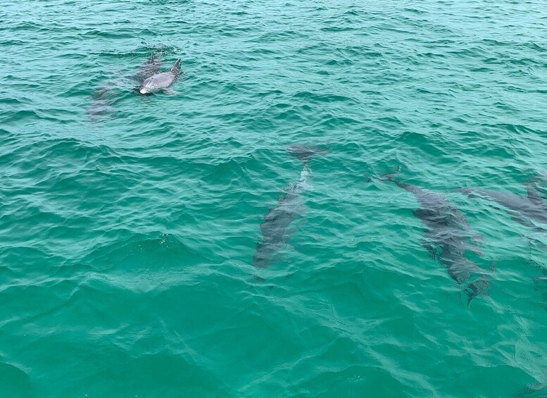 Picture 16 for Activity Destin: Dolphin Watching Cruise