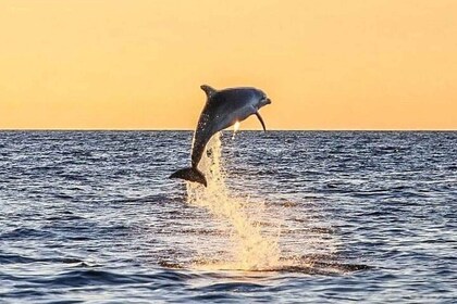 Destin: Dolphin Watching Cruise