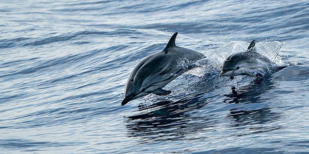 Picture 2 for Activity Destin: Dolphin Watching Cruise