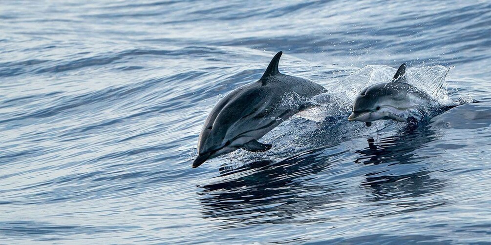 Picture 2 for Activity Destin: Dolphin Watching Cruise