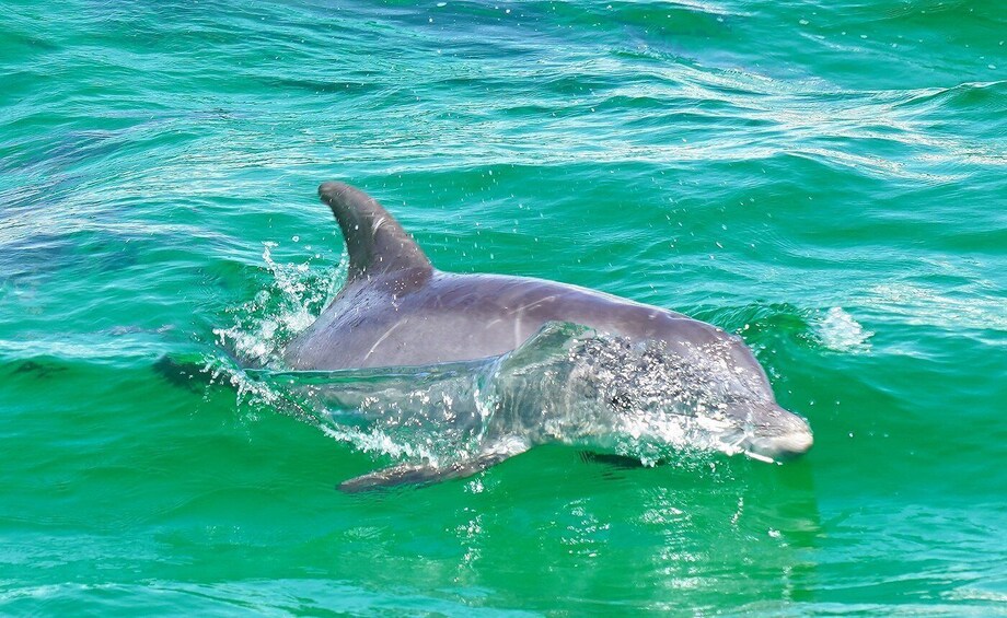 Picture 13 for Activity Destin: Dolphin Watch Cruise