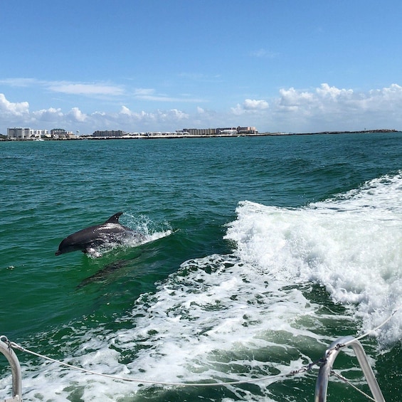 Picture 17 for Activity Destin: Dolphin Watch Cruise