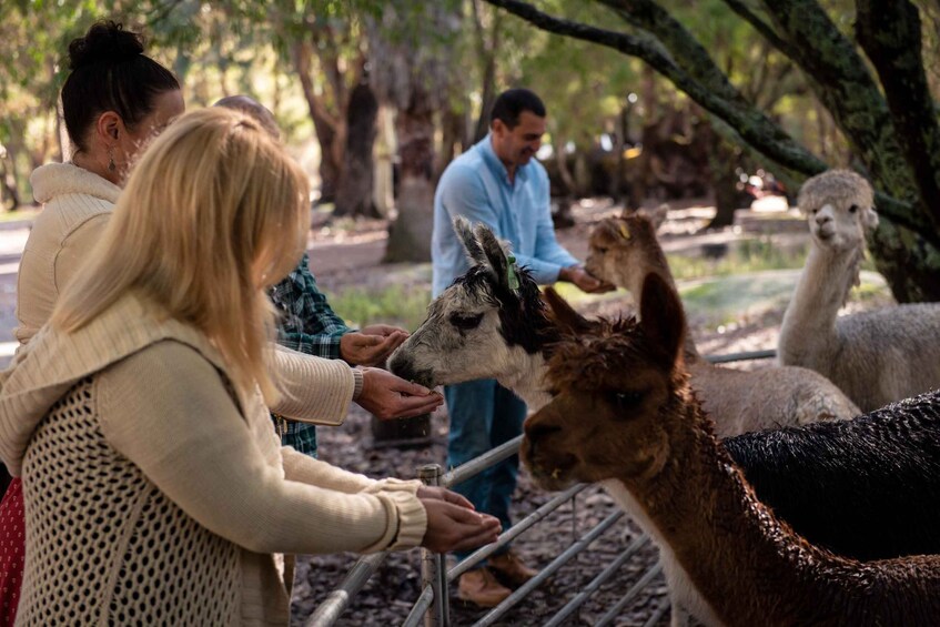 Picture 10 for Activity Margaret River: Food and Wine Tour with Tastings and Lunch