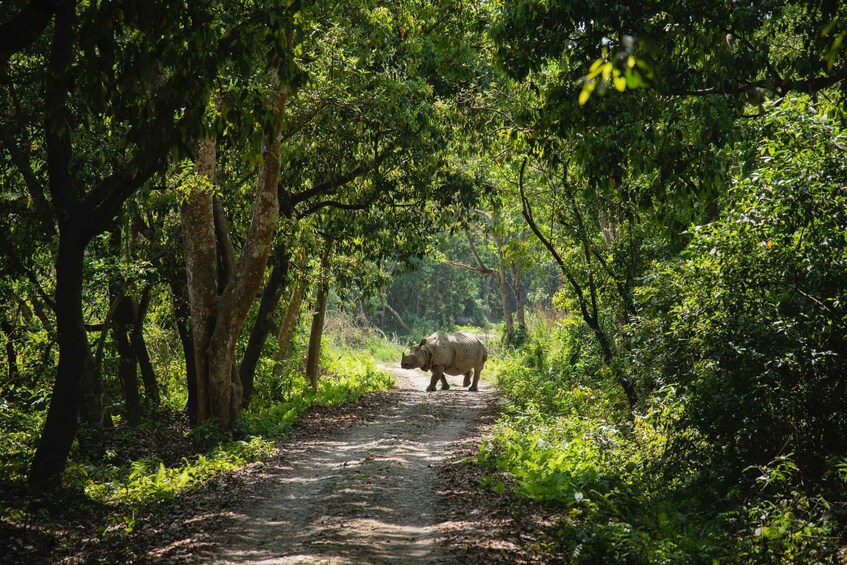 Picture 7 for Activity From Kathmandu/Pokhara: Private 3-Day Chitwan Safari Tour