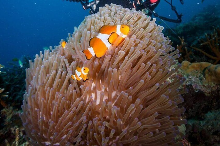 In Tioman Scuba Diving for Beginners 3 Hours