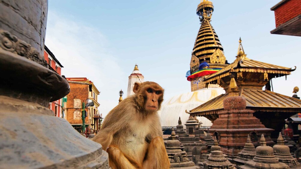 Picture 3 for Activity Kathmandu : Swambhunath & Durbar Square Guided Half Day Tour