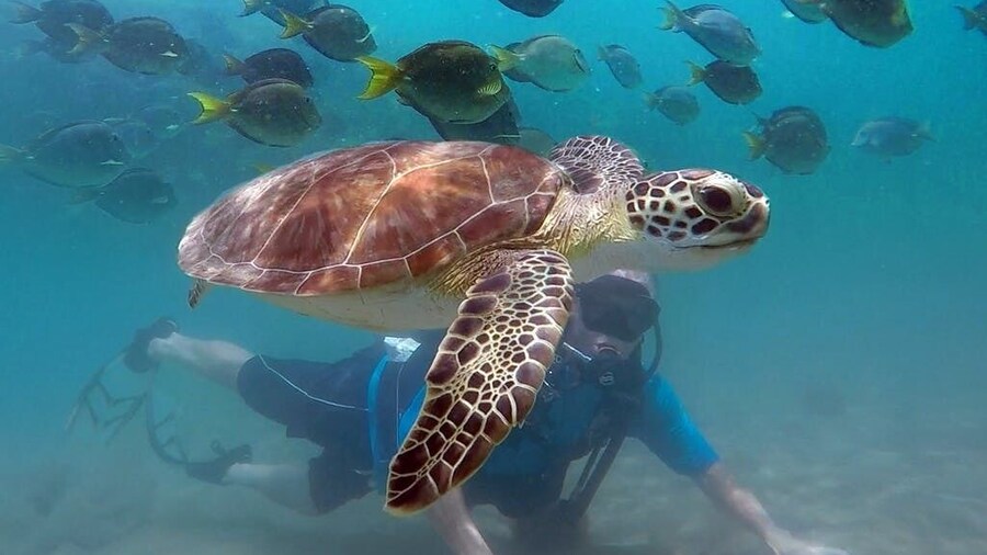 Scuba Diving for Beginners With Turtles