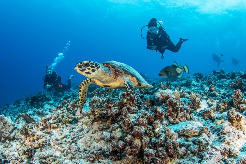 Scuba Diving for Beginners With Turtles