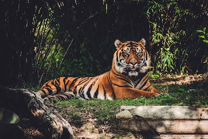 Katmandú: safari de 3 días por la jungla de Bardiya en avión