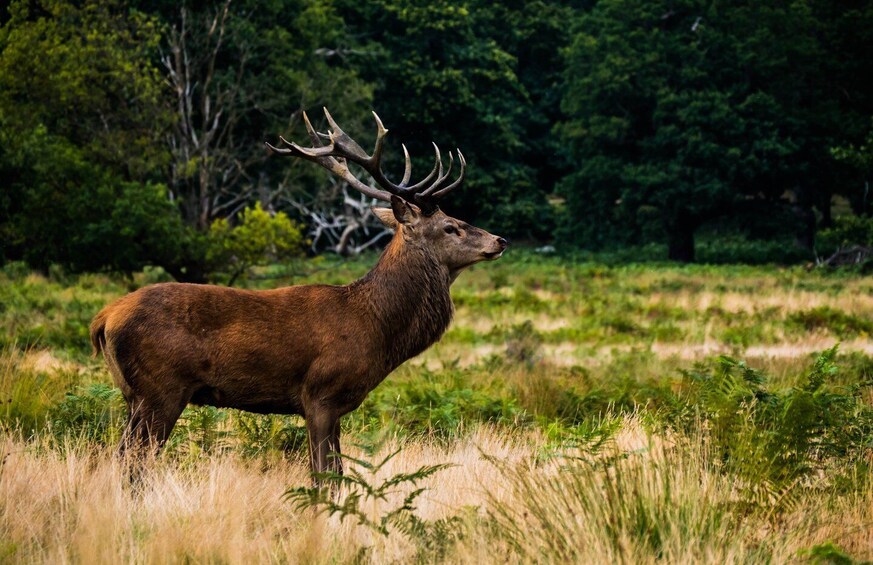 Picture 2 for Activity Kathmandu: 3-Day Bardiya Jungle Safari Tour by Flight