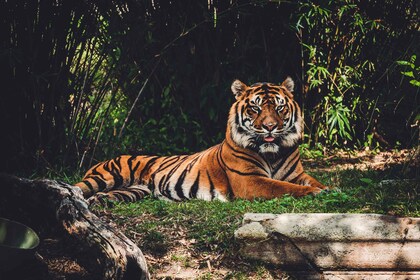 Kathmandu: 3-tägige Bardiya Dschungel-Safari-Tour mit Flug