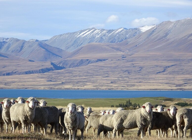 Picture 3 for Activity Lake Tekapo Scenic 4WD Cass Valley Wilderness Tour