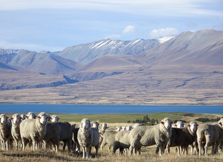 Picture 3 for Activity Lake Tekapo Scenic 4WD Cass Valley Wilderness Tour