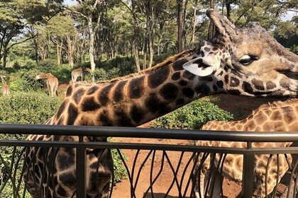 Halvdagsudflugtstur i Nairobi