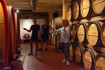 Tour of the cellar and tasting of 6 wines