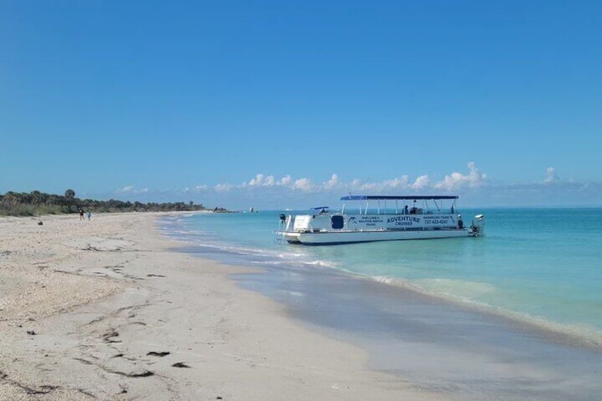 Dolphin and Shelling Tours Snorkeling Tours Private Charters