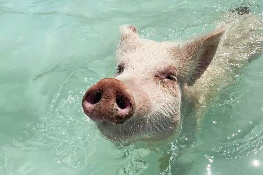 The Exumas - home of original swimming pigs!