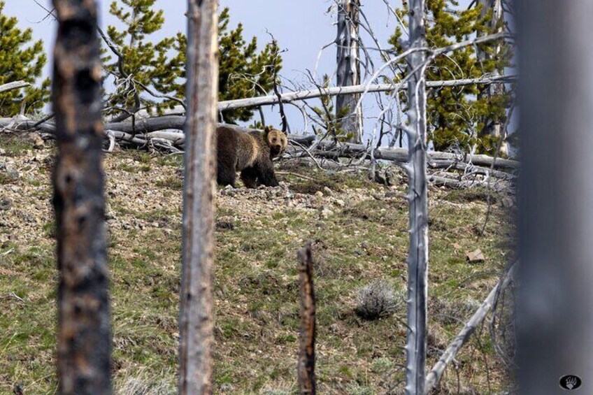 Yellowstone 55+”ADULTS ONLY” Lower Loop W/PU@Fishing bridge Store