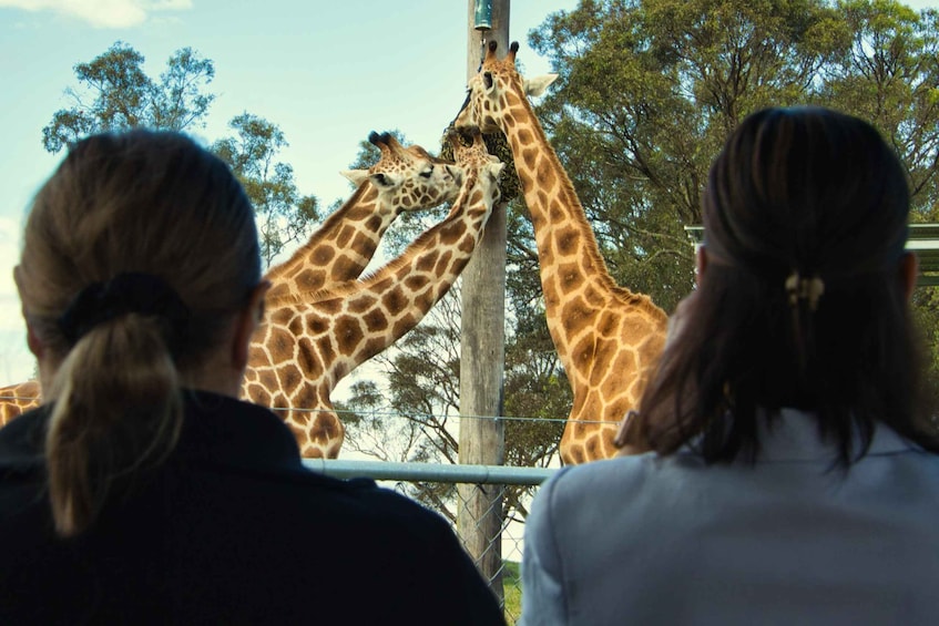 Picture 3 for Activity Hunter Valley: Hunter Valley Wildlife Park Entry Ticket