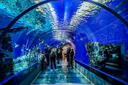 Hurghada Grand Aquarium Tour with Skip the Line Ticket