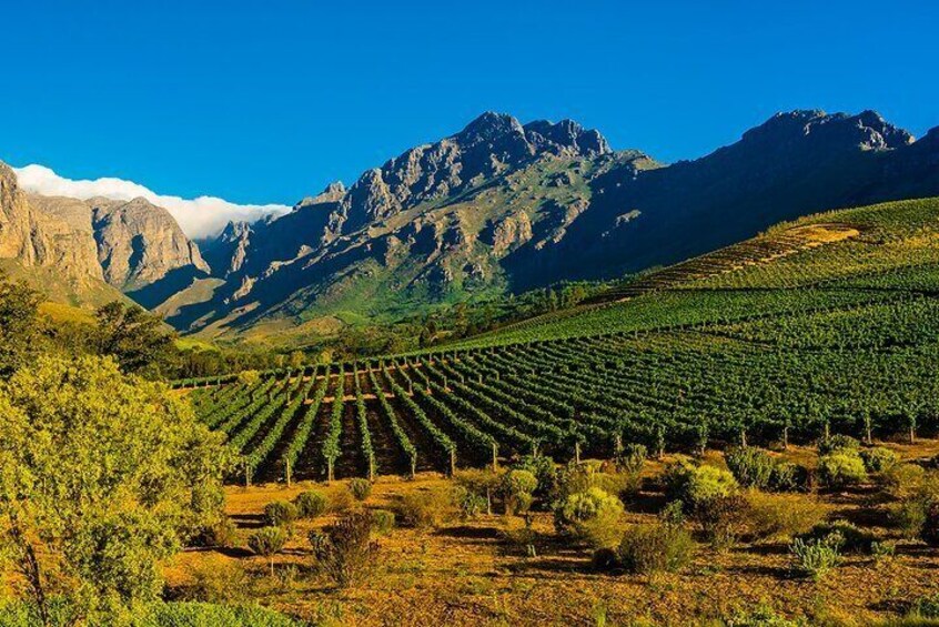 Full-Day Cape Winelands Tour