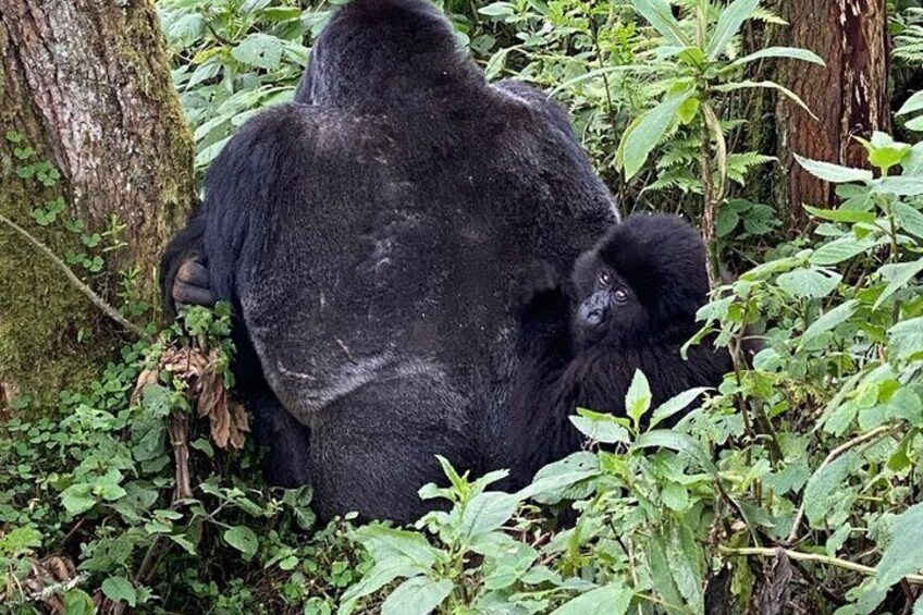 2-Day Private Gorilla Trekking in Uganda